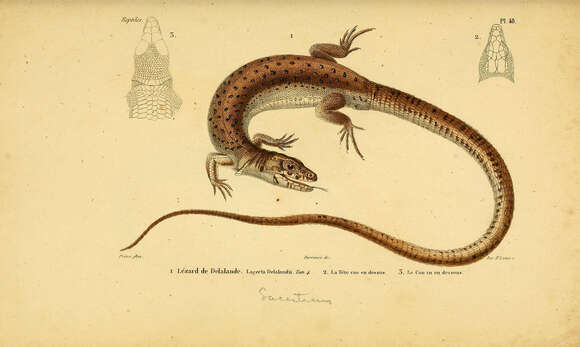 Image of Spotted Sandveld Lizard