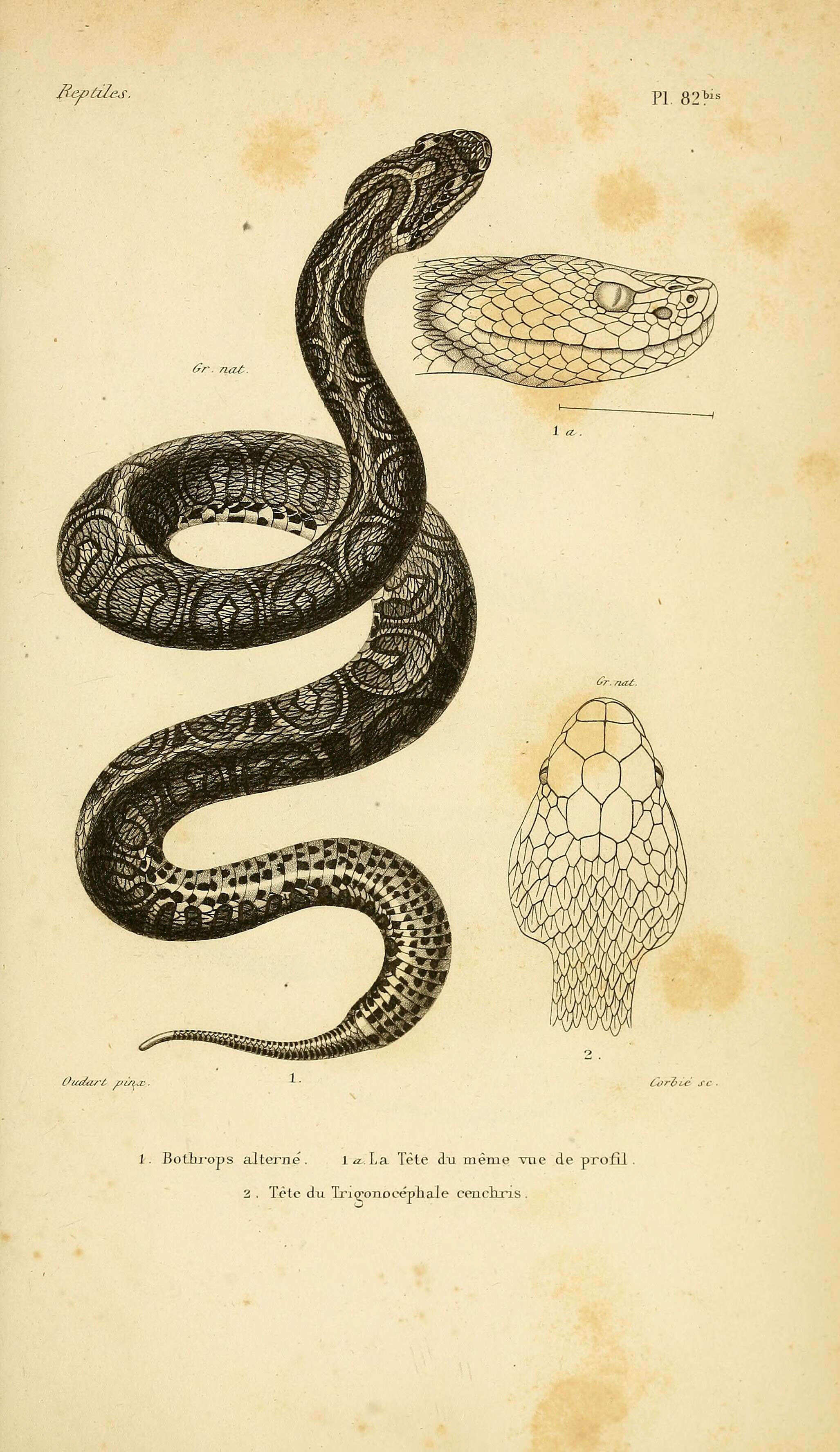 صورة Bothrops alternatus A. M. C. Duméril, Bibron & A. H. A. Duméril 1854