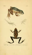 صورة Hylarana erythraea (Schlegel 1837)