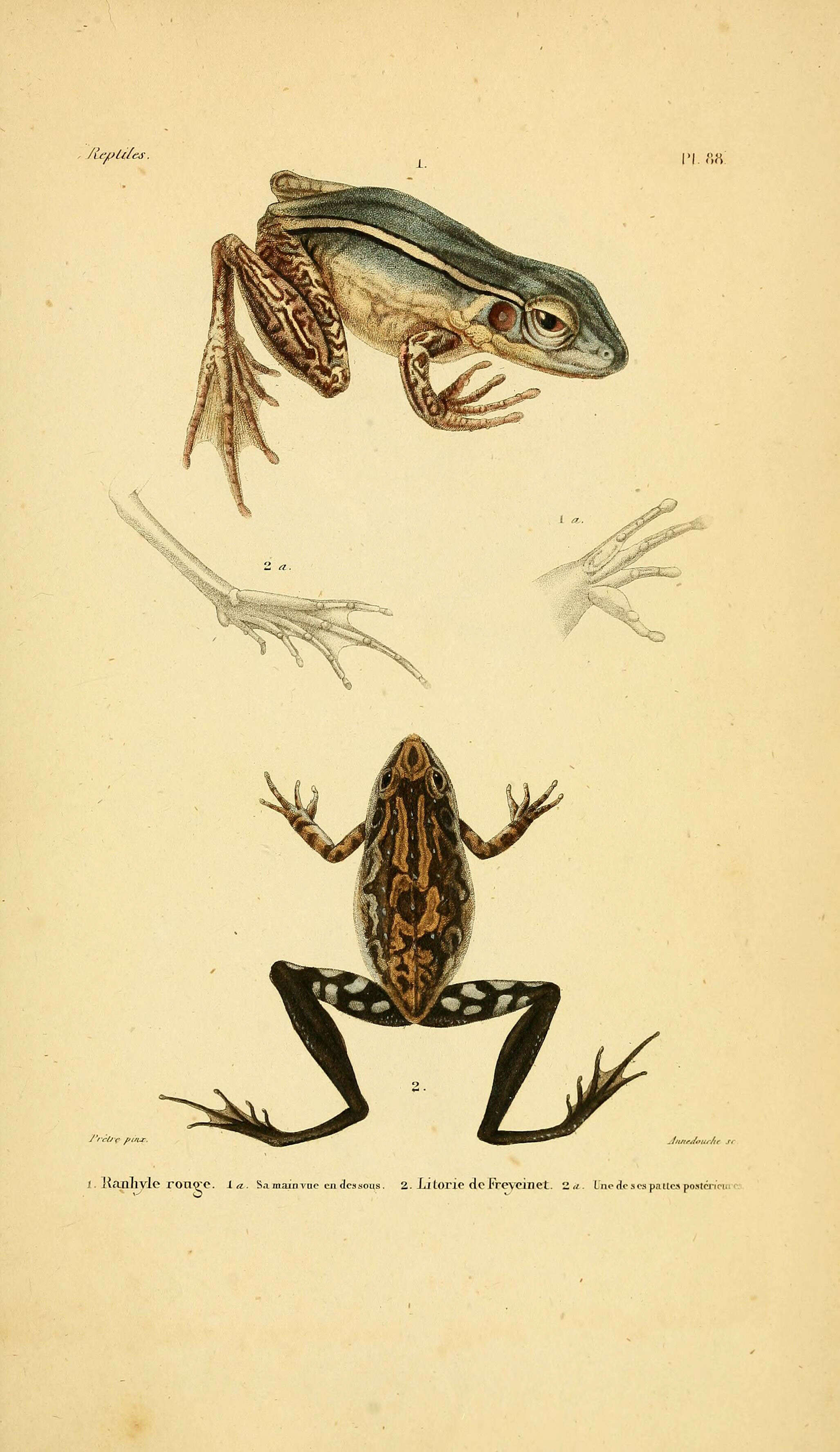 Imagem de Hylarana erythraea (Schlegel 1837)