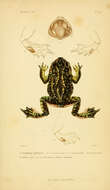 Image of Eastern Spadefoot