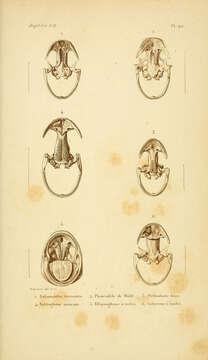 Image de salamandre tachetée