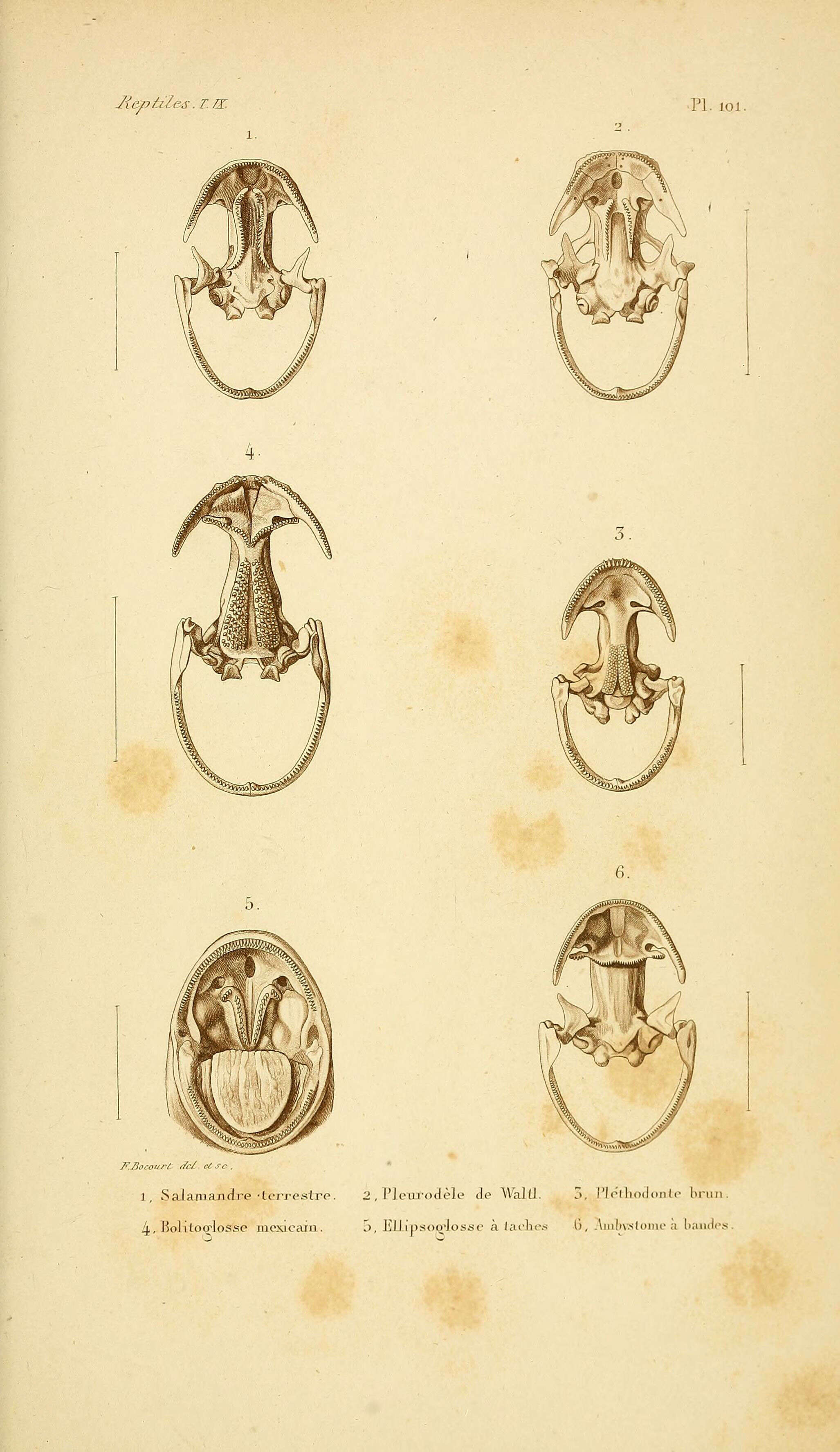 Image de salamandre tachetée