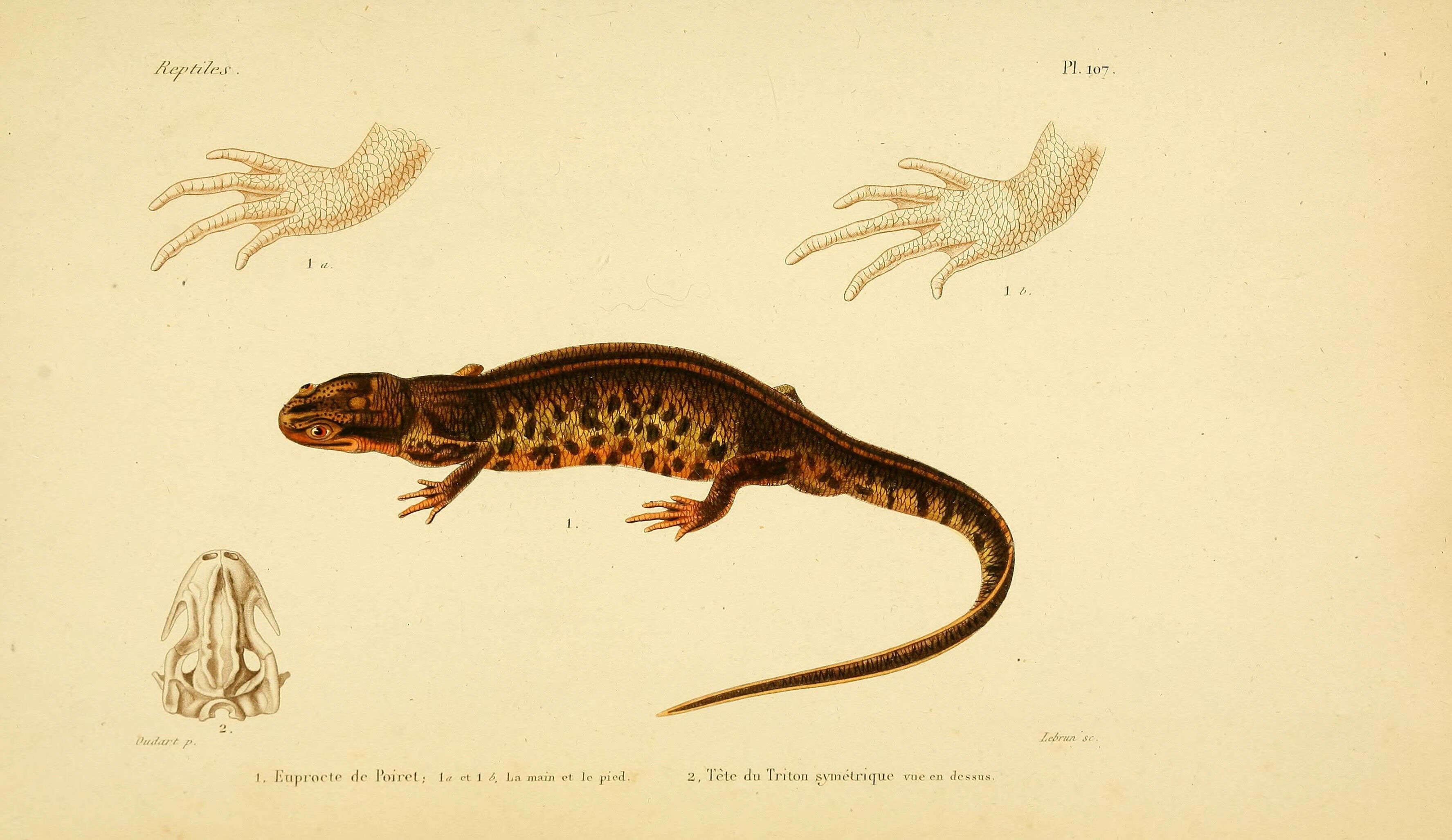 Image of Smooth Newt