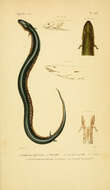 Image of Two-toed Amphiuma