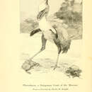 Image of Phorusrhacos Ameghino 1887