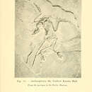 Plancia ëd Archaeopteryx lithographica Meyer 1861