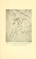 Image of Archaeopteryx Meyer 1861