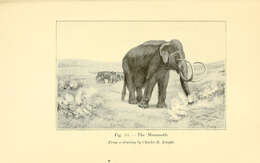 Image of Mammuthus Brookes 1828