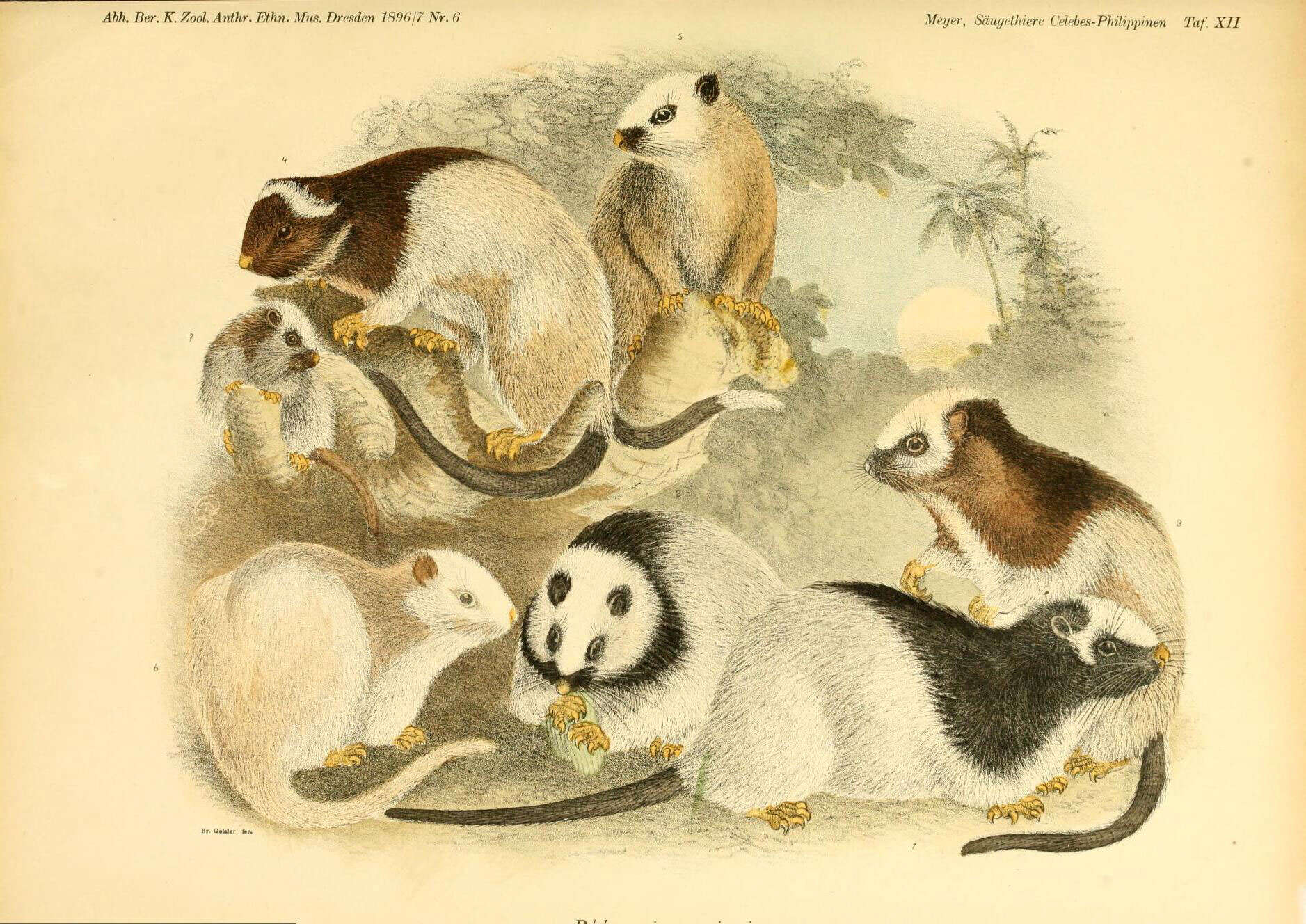 Image de Phloeomys cumingi (Waterhouse 1839)