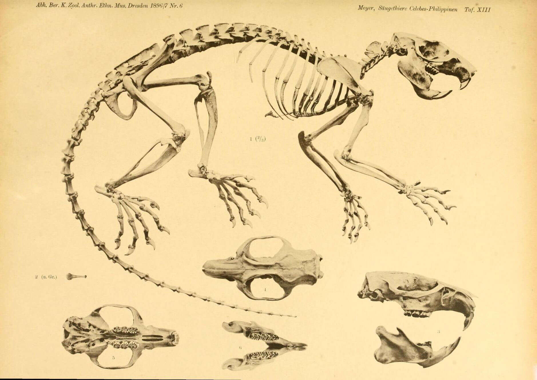 Image de Phloeomys cumingi (Waterhouse 1839)