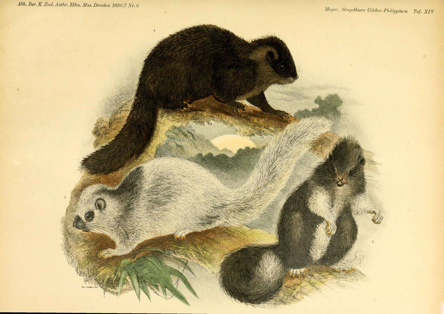 Image de Crateromys schadenbergi (Meyer 1895)