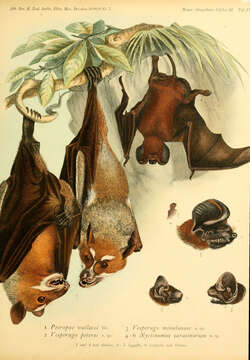 Image of Stripe-faced Fruit Bats