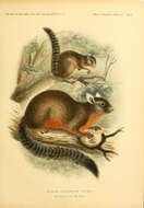 Sivun Prosciurillus alstoni (Anderson 1879) kuva