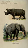 Image of Black Rhinoceros