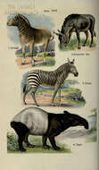 Image de Equus quagga quagga Boddaert 1785