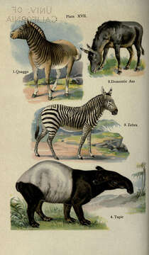 Слика од Equus quagga quagga Boddaert 1785