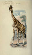 Image of Giraffe