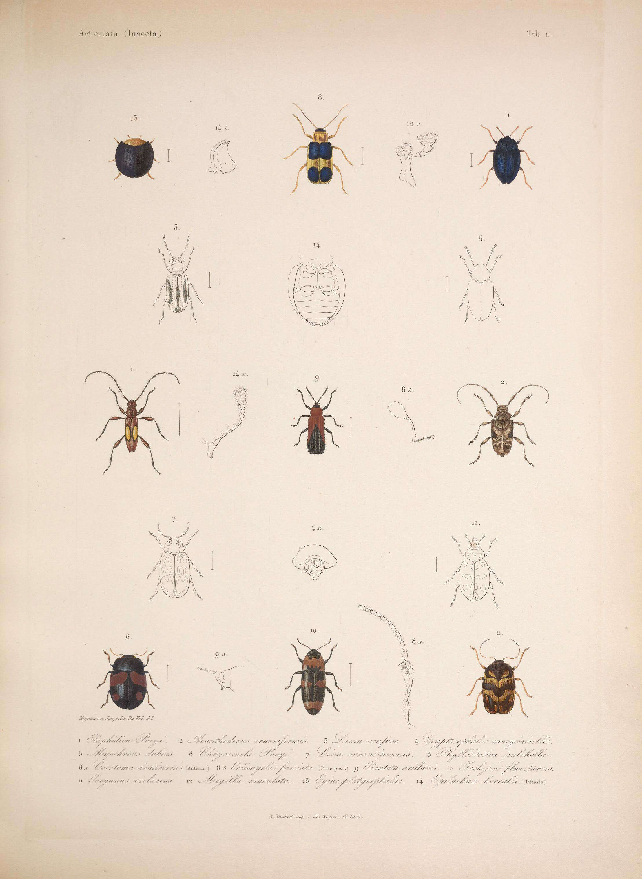 Image of Stizocera poeyi (Chevrolat 1838)
