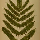 Imagem de Pteris quadriaurita Retz.