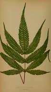 Image of fern
