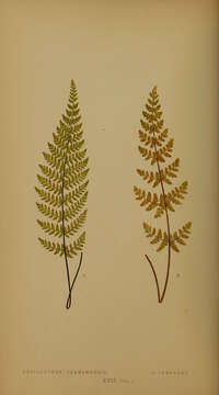 Image of Alabama lipfern