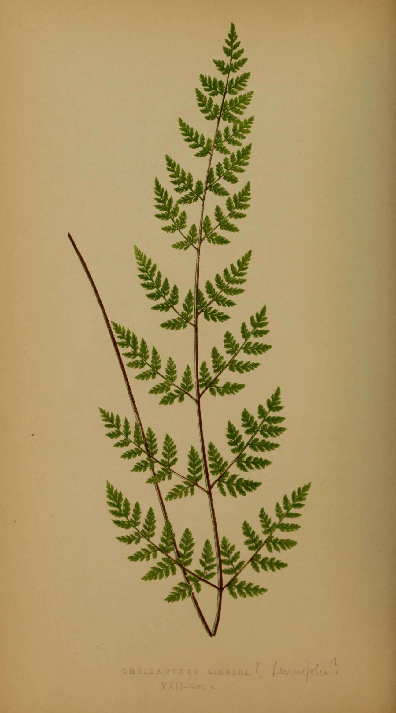 Image of Mulga fern