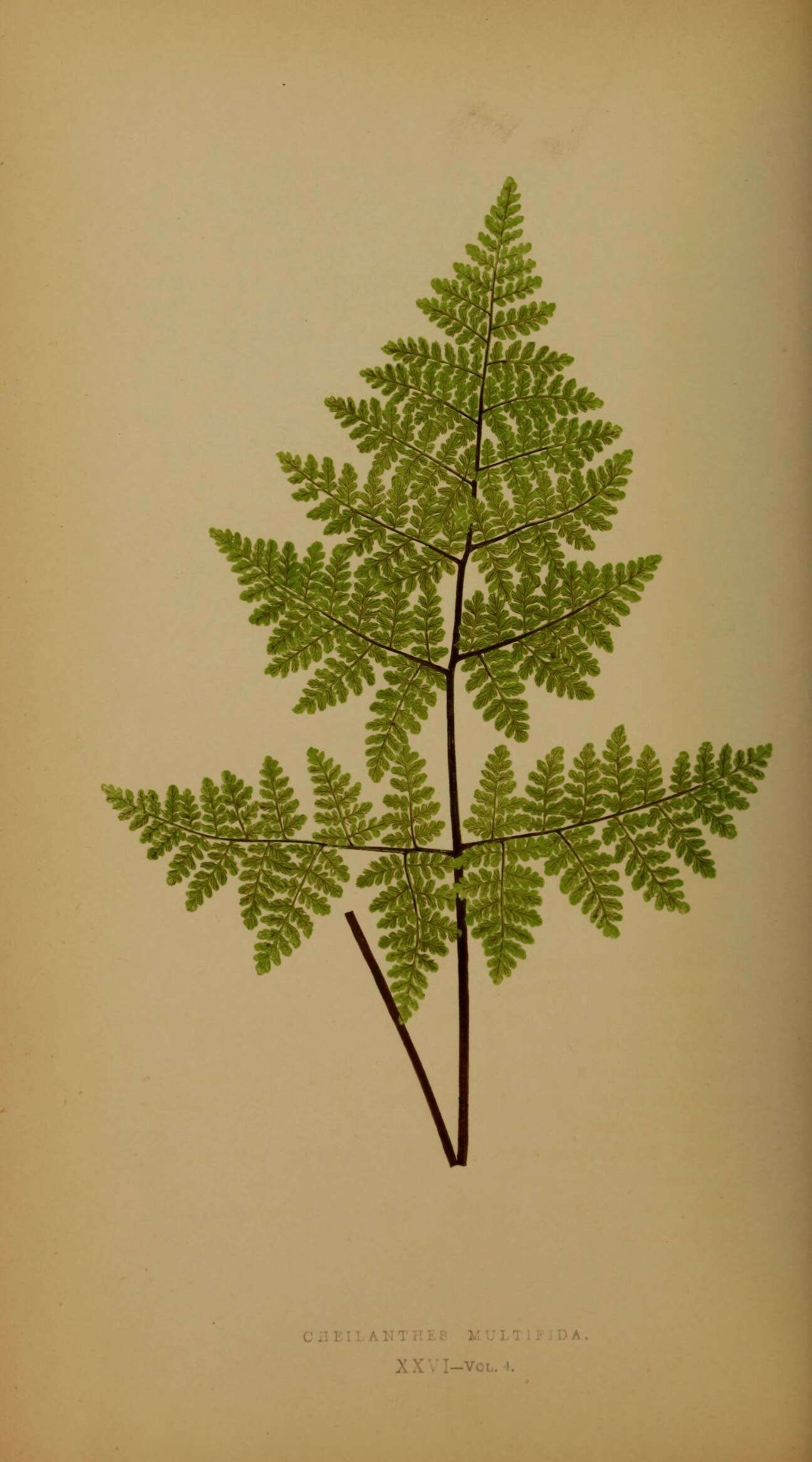 Image of Cheilanthes multifida (Sw.) Sw.