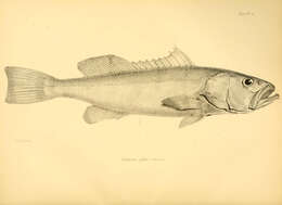 Слика од Mycteroperca olfax (Jenyns 1840)