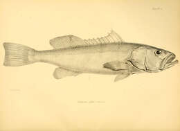 Image of Colorado Grouper