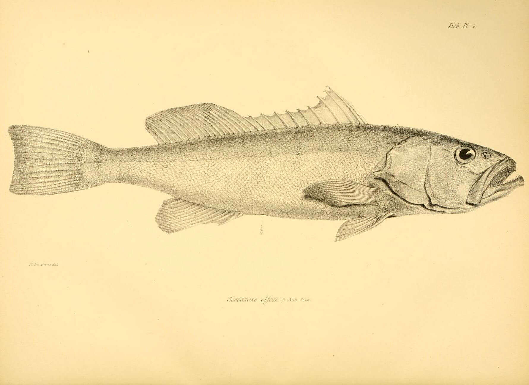 Imagem de Mycteroperca olfax (Jenyns 1840)
