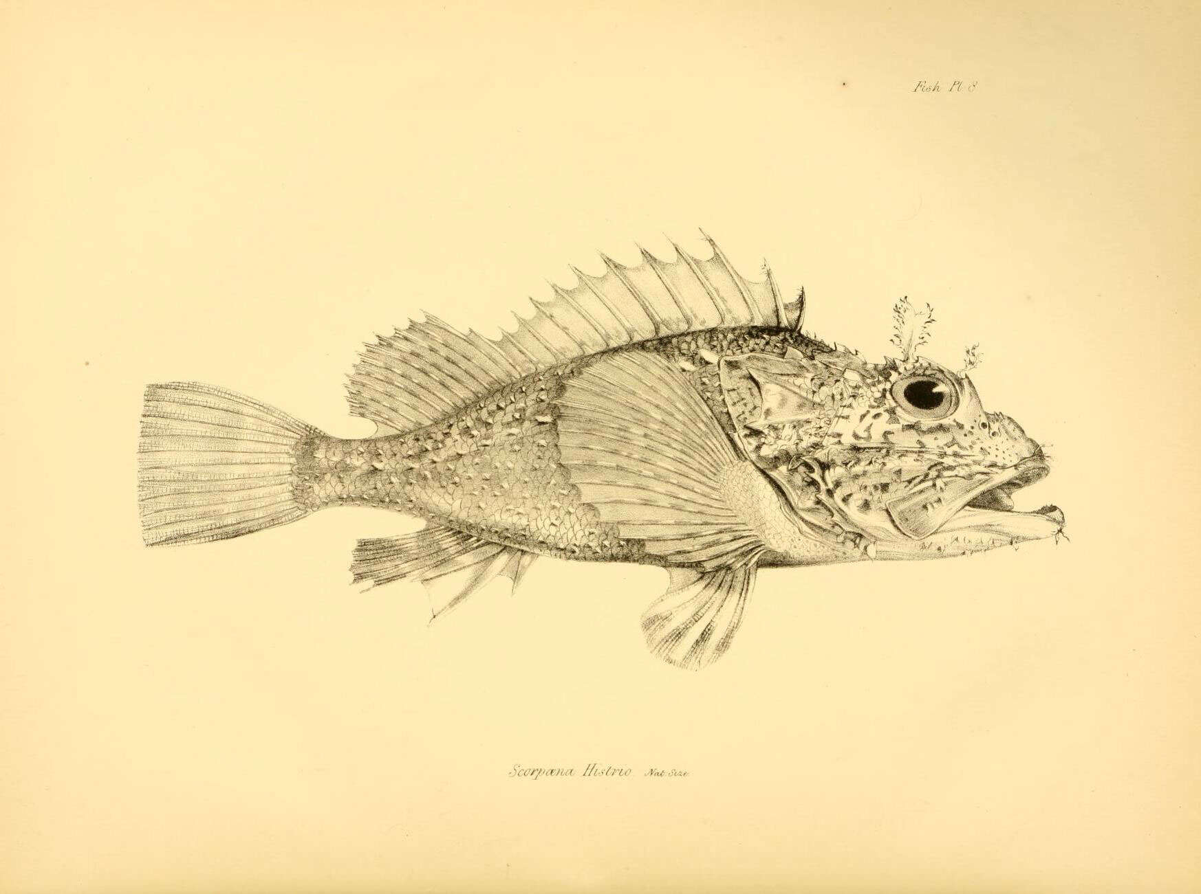 Слика од Scorpaena histrio Jenyns 1840