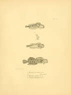 Imagem de Hypsoblennius sordidus (Bennett 1828)