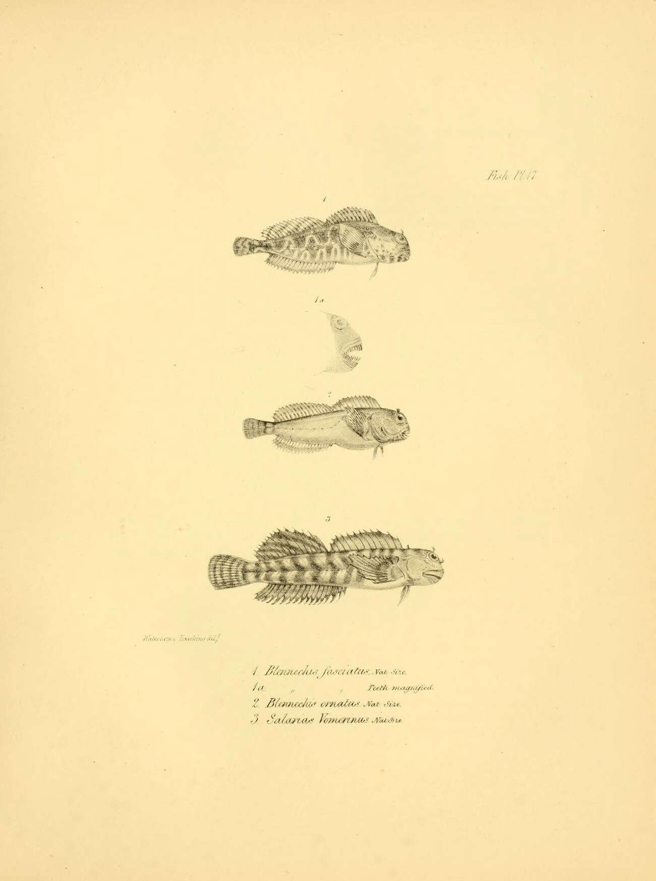 Image of Hypsoblennius sordidus (Bennett 1828)