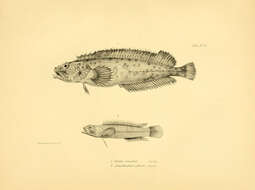 Image of Auchenionchus crinitus (Jenyns 1841)