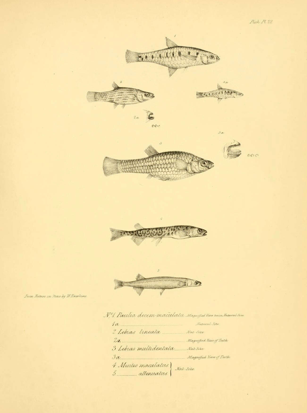 Sivun Cnesterodon kuva