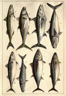 Image of Atlantic Mackerel