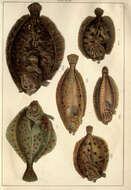 Image of Brill