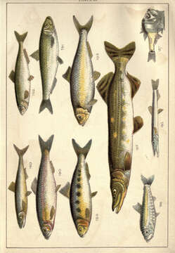 Plancia ëd Esox lucius Linnaeus 1758