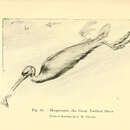 Image of Hesperornis regalis Marsh 1872