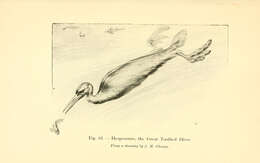Image of Hesperornithiformes