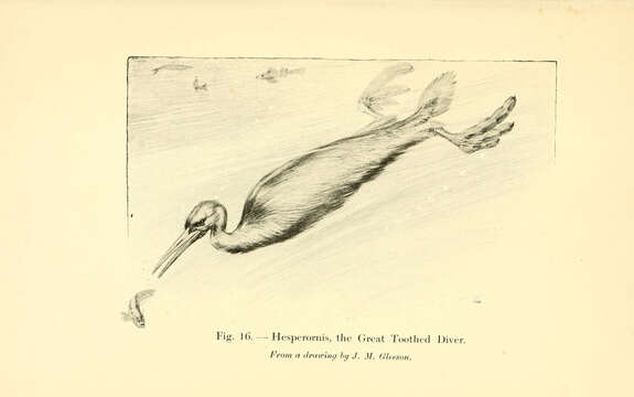 Image de Hesperornis Marsh 1872