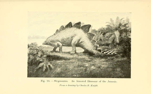 Image of Stegosaurus Marsh 1877