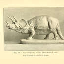 Image of Triceratops horridus (Marsh 1889)