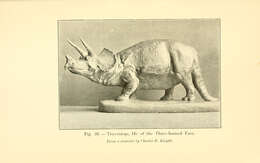 Imagem de Triceratops horridus (Marsh 1889)