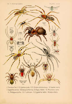 Image of Glenognatha foxi (McCook 1894)