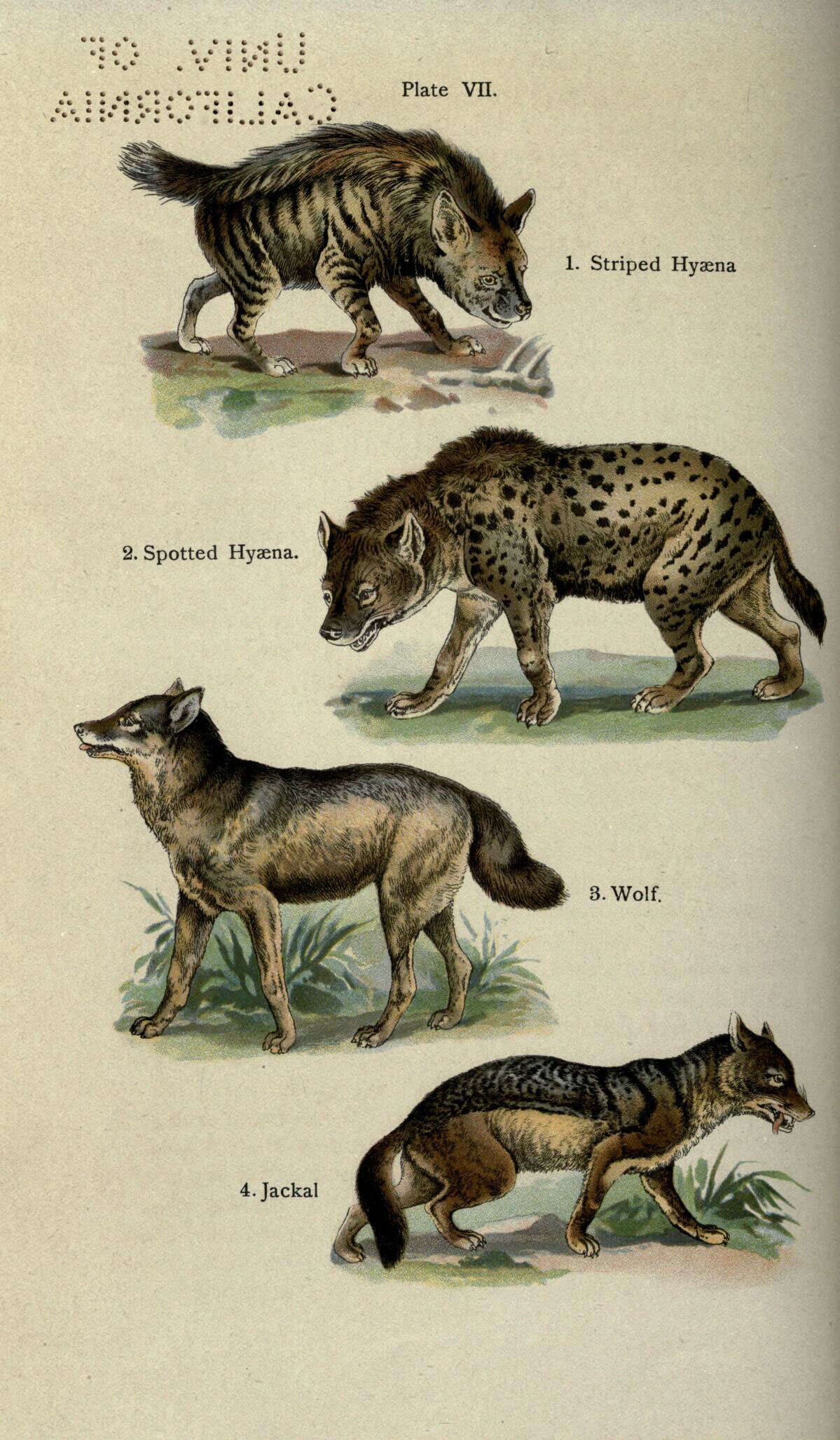 Image of Striped Hyena