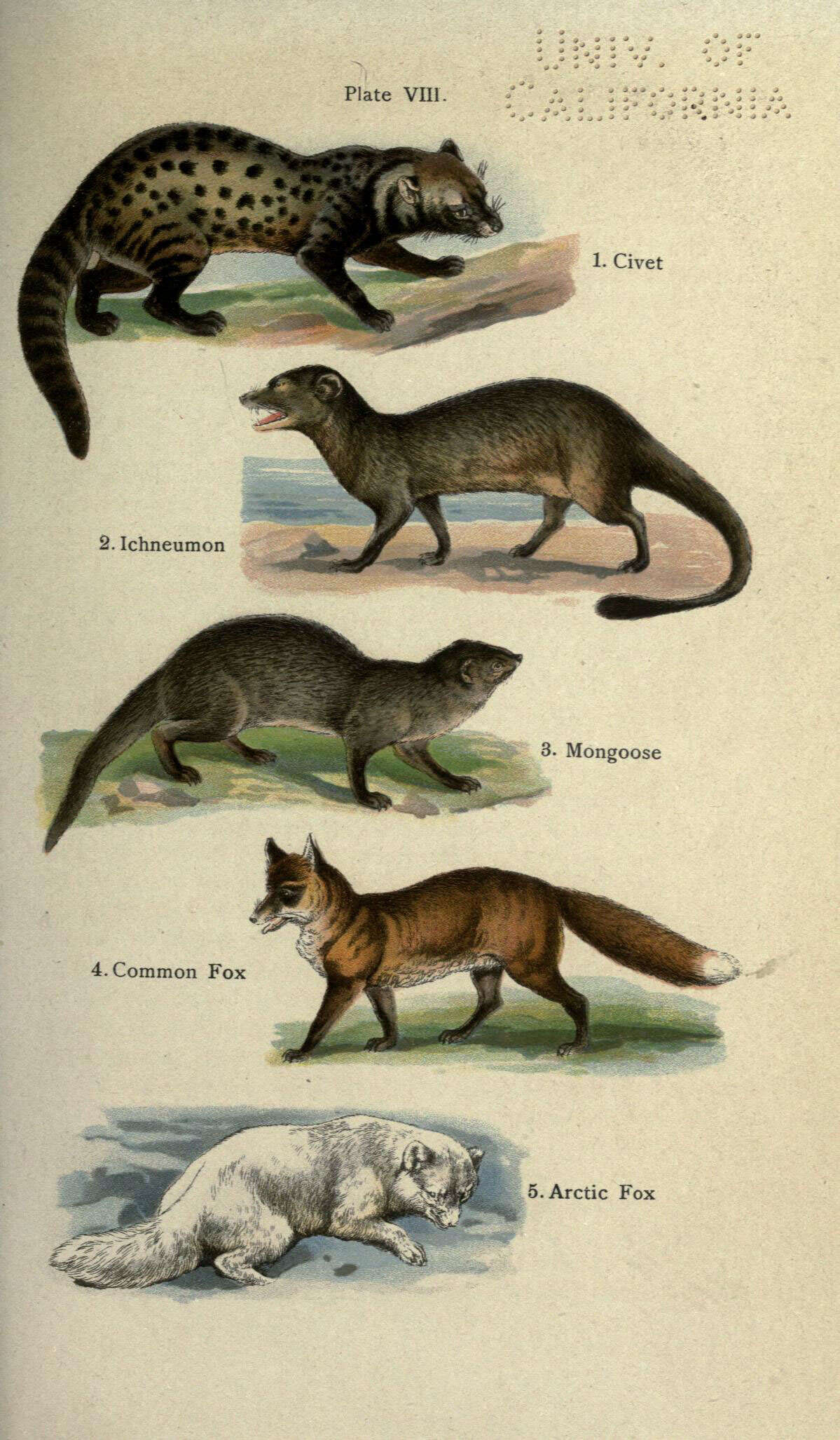 Image of Common palm civet