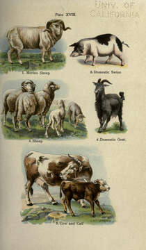 Image of Domestic Sheep