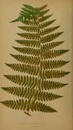 Image of Bramble Fern